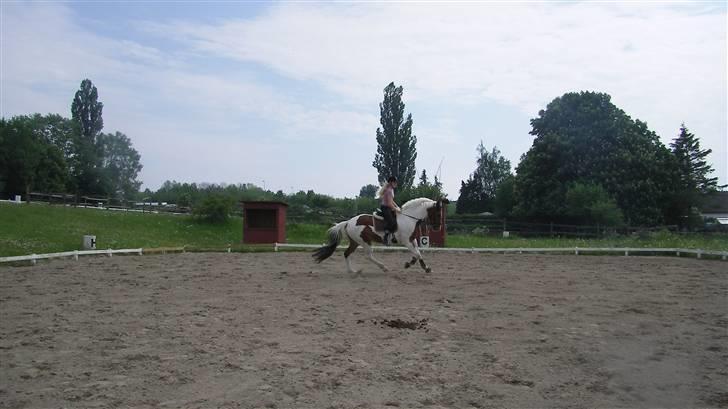 Pinto Ny Østergaard´s Mowgli  billede 20