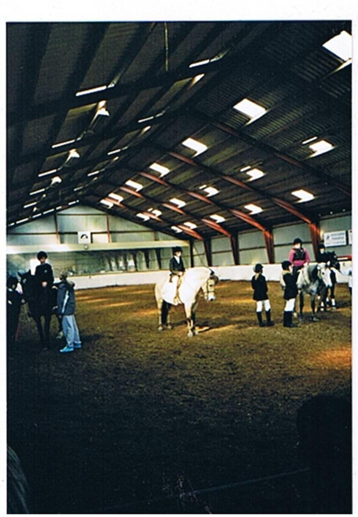 Fjordhest Julius billede 4