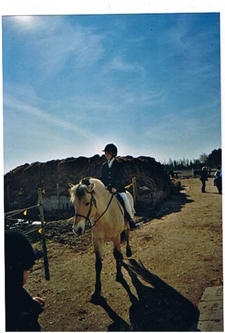 Fjordhest Julius billede 5