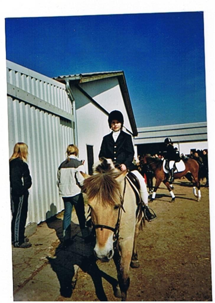 Fjordhest Julius billede 6