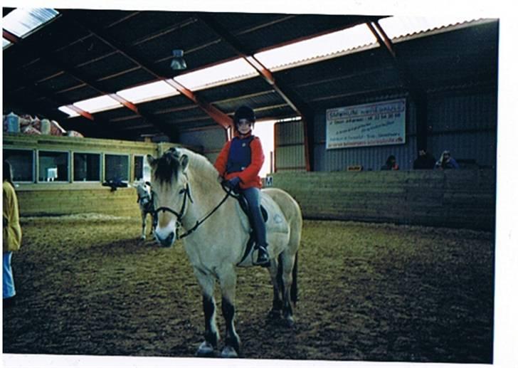 Fjordhest Julius billede 7