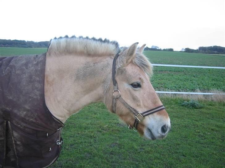 Fjordhest malou *SOLGT* - min skatter på fold har ikke lige strillet hende hehe.. billede 9