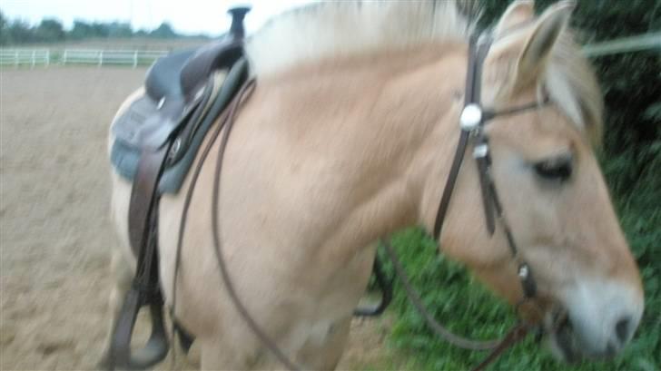 Fjordhest malou *SOLGT* - malou du er miit et og alt billede 11