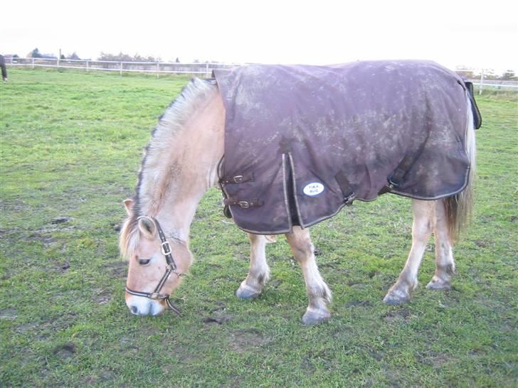 Fjordhest malou *SOLGT* - her kan du se min pony tænker IKKE på andet end mad mad og mad billede 12