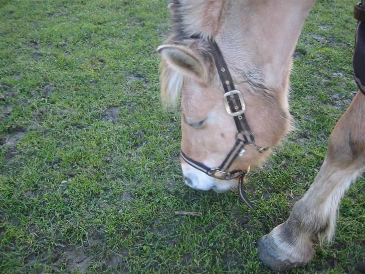 Fjordhest malou *SOLGT* - mmmm MAD billede 13