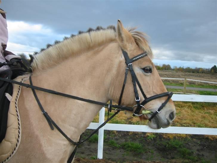 Fjordhest malou *SOLGT* - se hvor smuk jeg er  billede 14