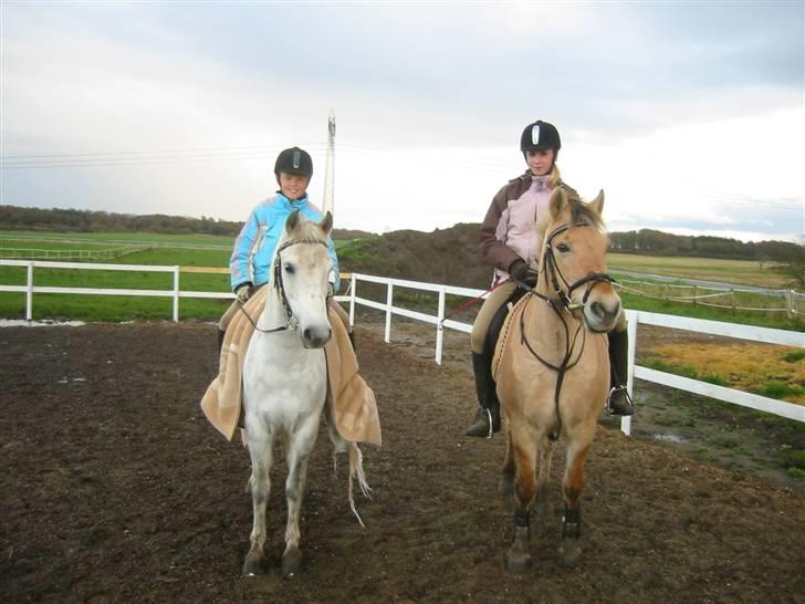 Fjordhest malou *SOLGT* - det er mig malou mia sidder oven på mig og lukke er hved siden af billede 15