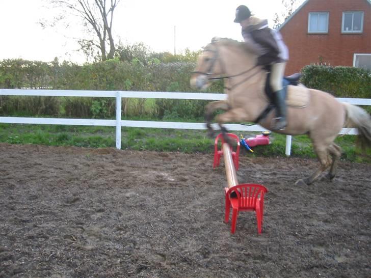 Fjordhest malou *SOLGT* - se mig springe (det er barne mad) billede 16