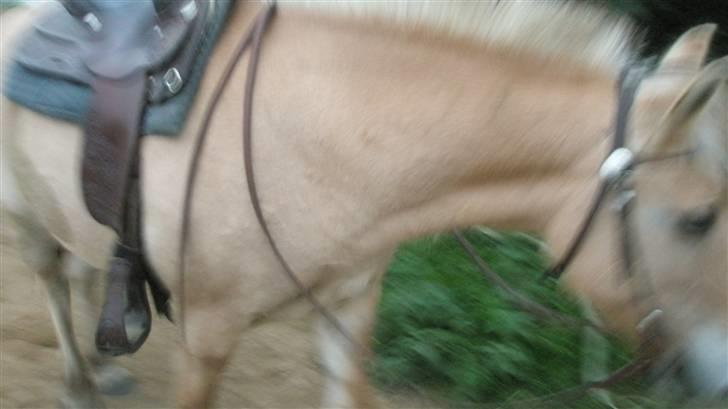 Fjordhest malou *SOLGT* billede 17