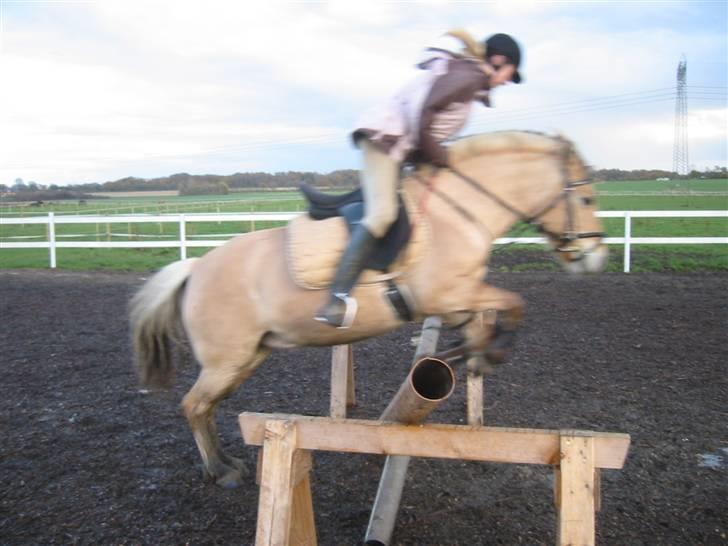 Fjordhest malou *SOLGT* - wiiiii billede 18