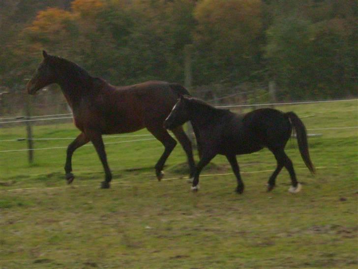 Dansk Varmblod Mermaids La Fleur R.I.P - Her får hun rigtig vist sine gangarter billede 9