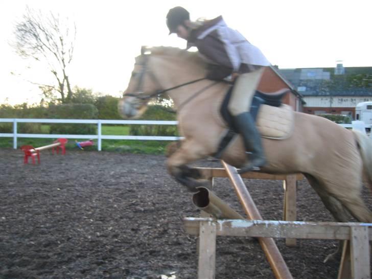 Fjordhest malou *SOLGT* - er jeg ikke god billede 19