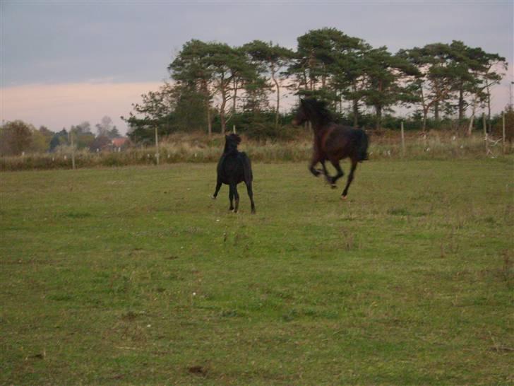 Dansk Varmblod Mermaids La Fleur R.I.P - Så skal der løbes! :-) billede 10