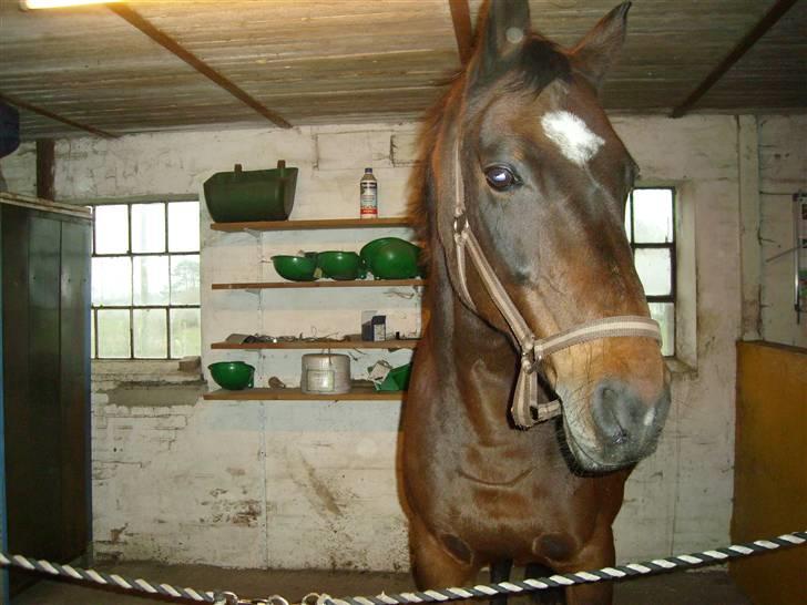 Dansk Varmblod Mermaids La Fleur R.I.P billede 11