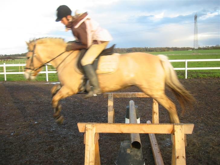 Fjordhest malou *SOLGT* - jaaa jeg flyver!!! billede 20