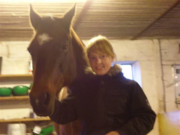 Dansk Varmblod Mermaids La Fleur R.I.P billede 12