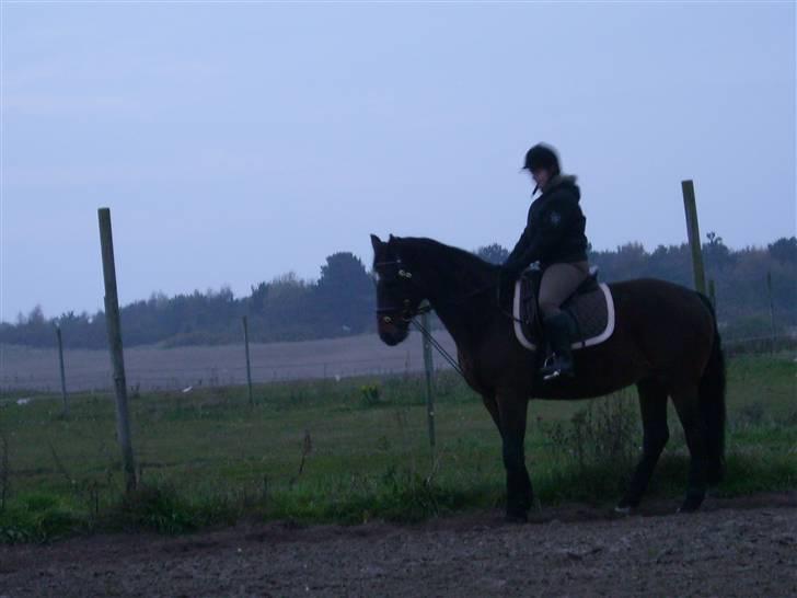 Dansk Varmblod Mermaids La Fleur R.I.P - Hun kan godt gå bedre! billede 13