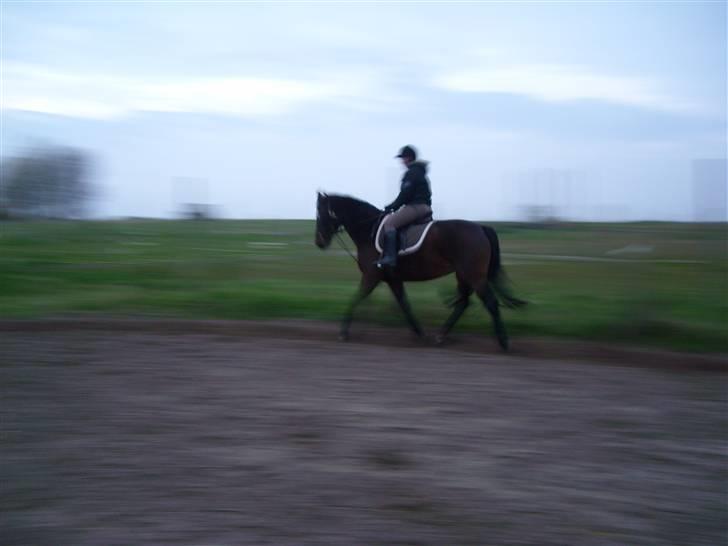 Dansk Varmblod Mermaids La Fleur R.I.P billede 14