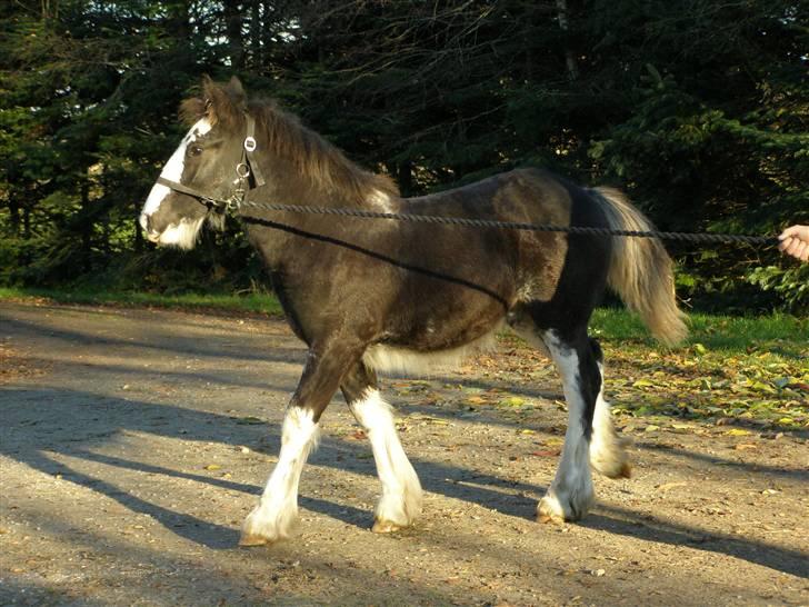 Tinker Shakilas Silver of Lancelot *SOLGT* billede 5