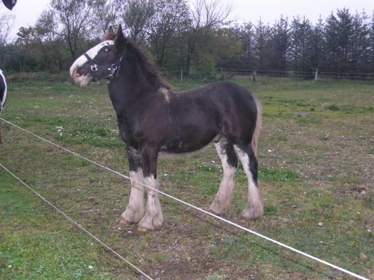 Tinker Shakilas Silver of Lancelot *SOLGT* billede 7