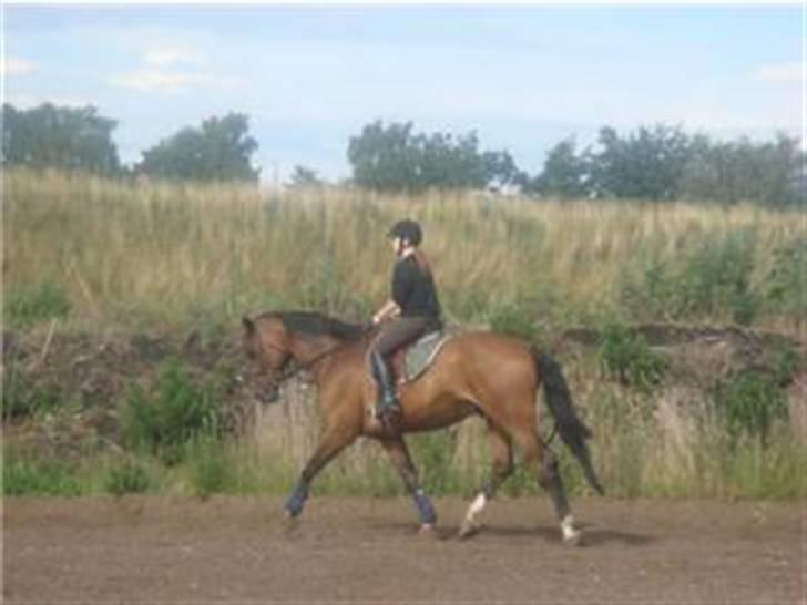 Dansk Varmblod Amos billede 11