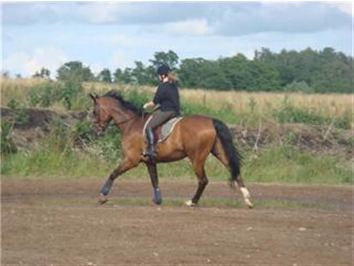 Dansk Varmblod Amos billede 12