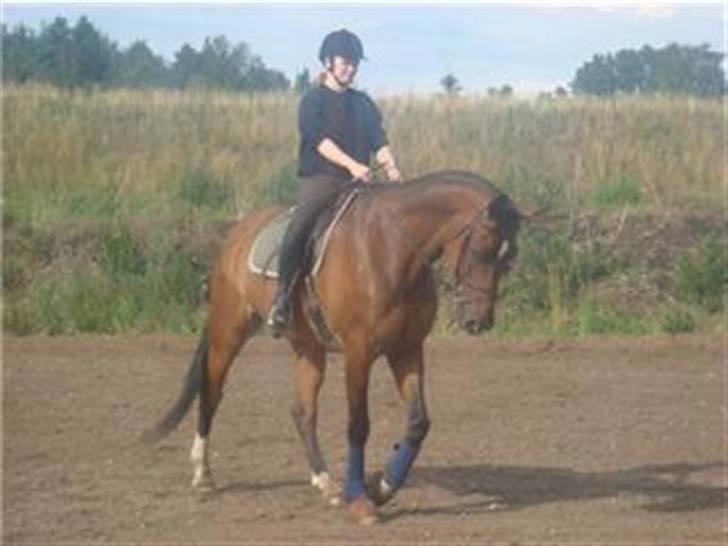 Dansk Varmblod Amos billede 13