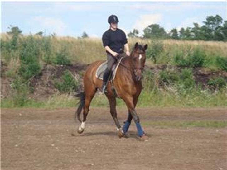 Dansk Varmblod Amos billede 14