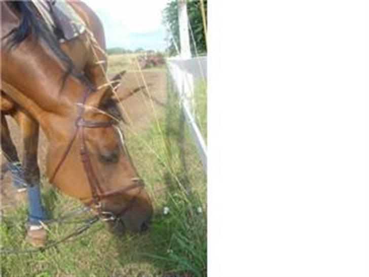 Dansk Varmblod Amos billede 15