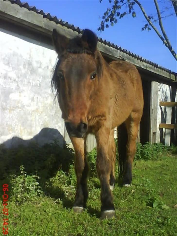 New Forest Erto - Kaldes Buster billede 5