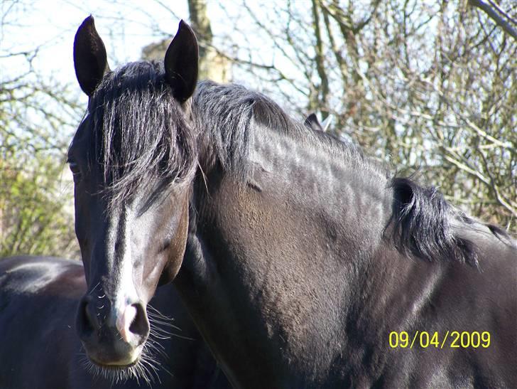 Dansk Varmblod Gørtklintgårds Kiaya - Skønne Kiaya 5 år gammel billede 1