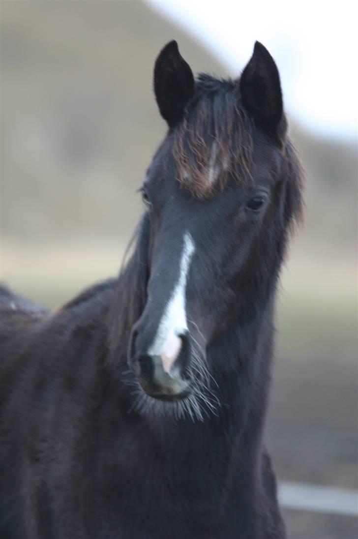 Dansk Varmblod Gørtklintgårds Kiaya - Kiaya da hun var 8 måneder billede 2