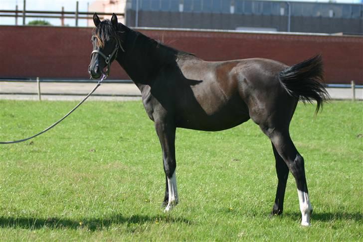 Dansk Varmblod Gørtklintgårds Kiaya - Kiaya 1 år og 2 måneder billede 6