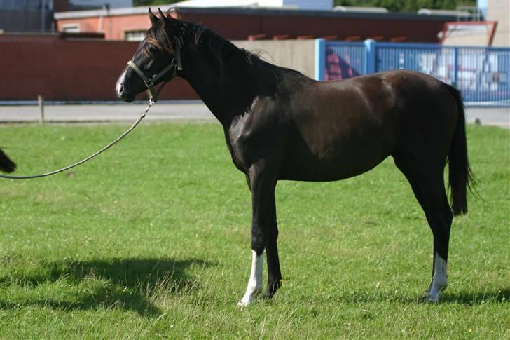 Dansk Varmblod Gørtklintgårds Kiaya - Kiaya 1 år og 2 måneder billede 7