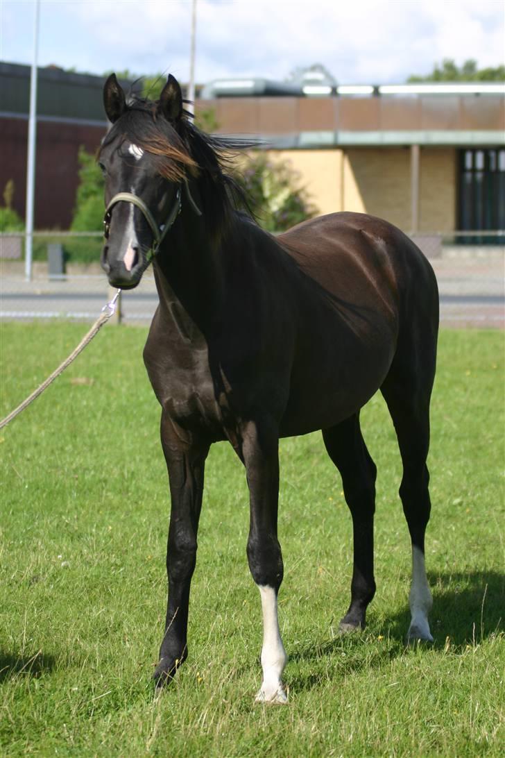 Dansk Varmblod Gørtklintgårds Kiaya - Kiaya 1 år og 2 måneder billede 10
