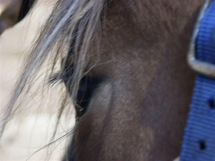 Anden særlig race Tarzan  billede 13