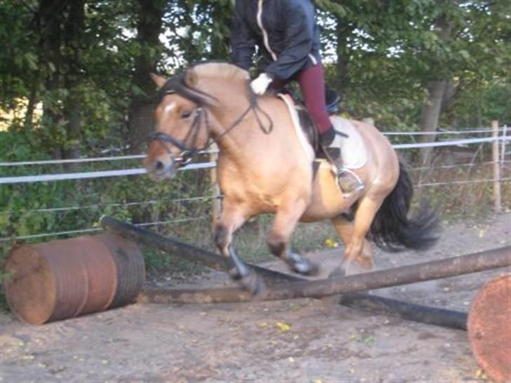 Anden særlig race Tarzan  - tarzan og jeg  billede 16