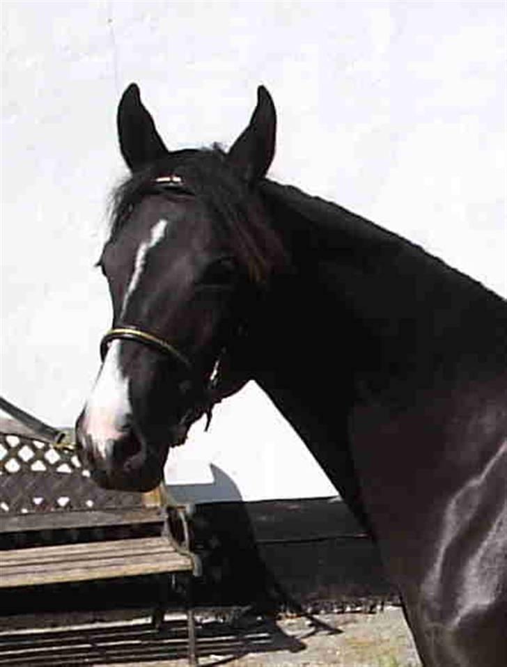 DSP Pandora - Pandora klar til at træne billede 7