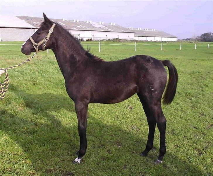 DSP Pandora - Pandora, et halvt år gammel, okt. 06 billede 8