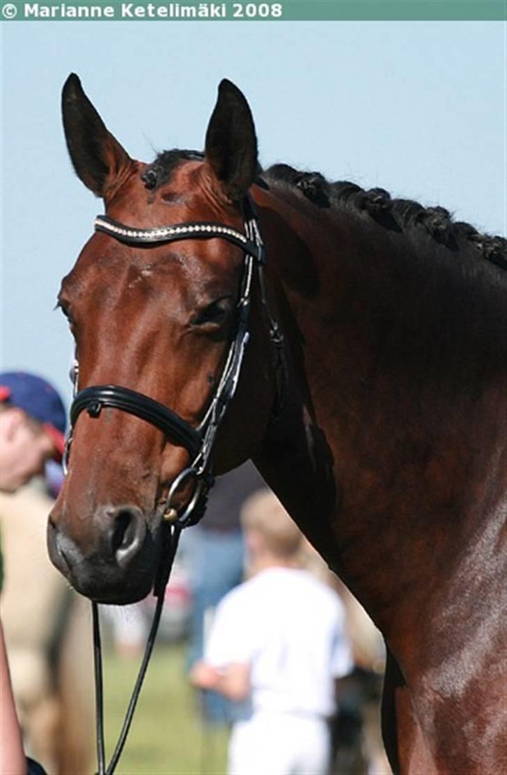 Oldenborg Jaqueline vaseskov - Roskilde 2008. Foto: Marianne Ketelimäki billede 1