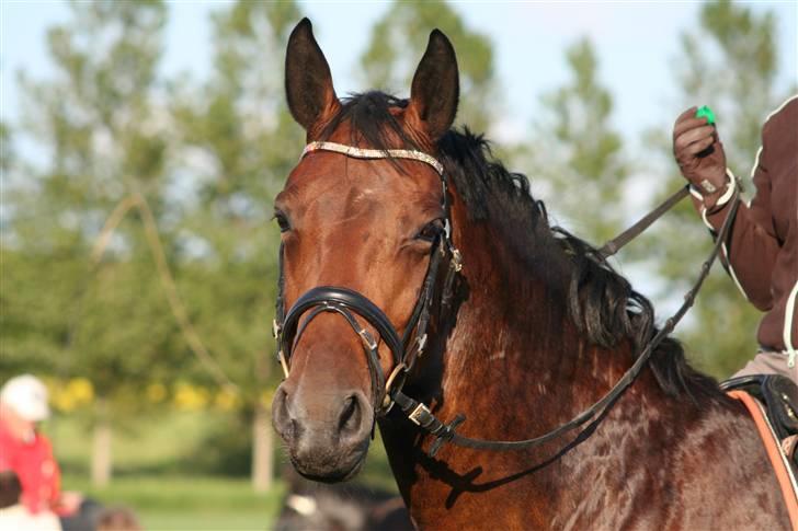 Oldenborg Jaqueline vaseskov billede 6
