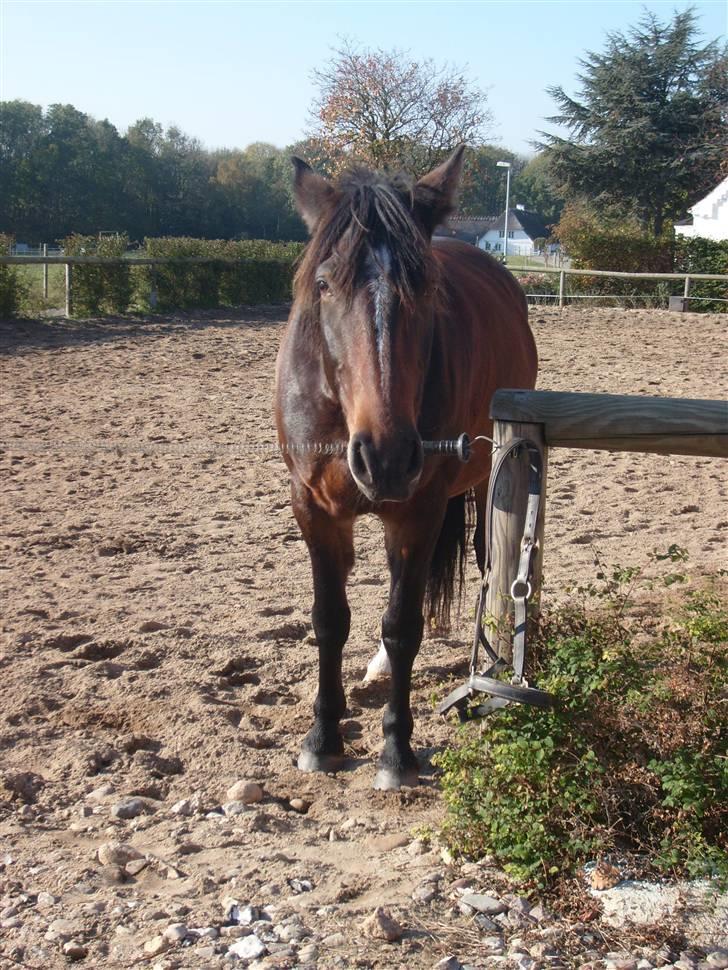 Oldenborg Jasmin(har haft ) - må ikk kopiers..  billede 11