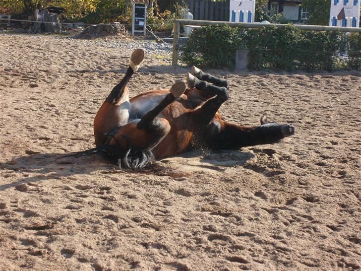 Oldenborg Jasmin(har haft ) - må ikk kopiers..  billede 12