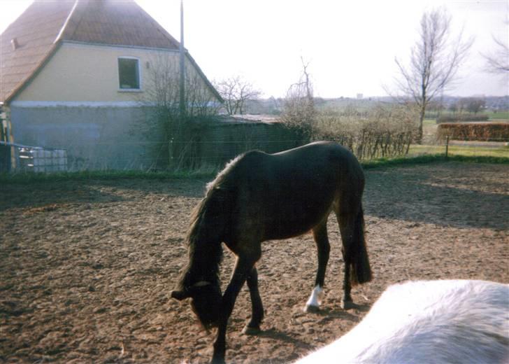 Oldenborg Jasmin(har haft ) - må ikk kopiers..  billede 13