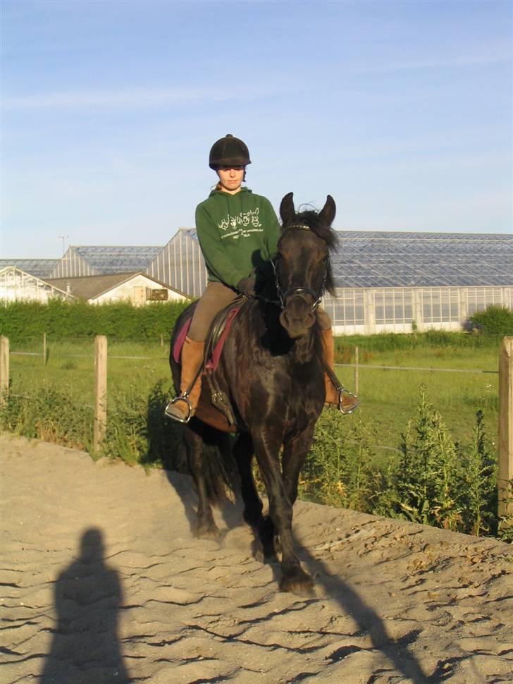 Frieser Loke af Friesergaarden - Loke under rytter   billede 10