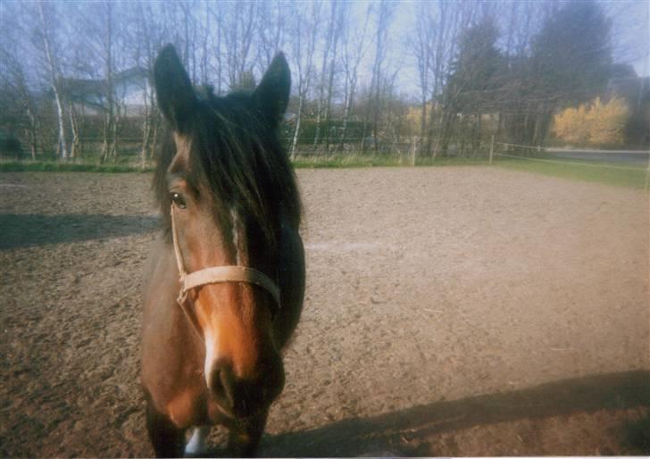 Oldenborg Jasmin(har haft ) - må ikk kopiers..  billede 14