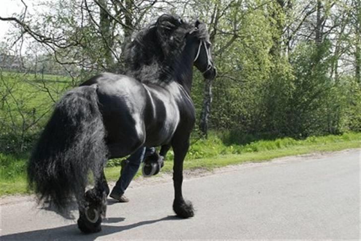 Frieser Loke af Friesergaarden - Lokes far Brandus  billede 11