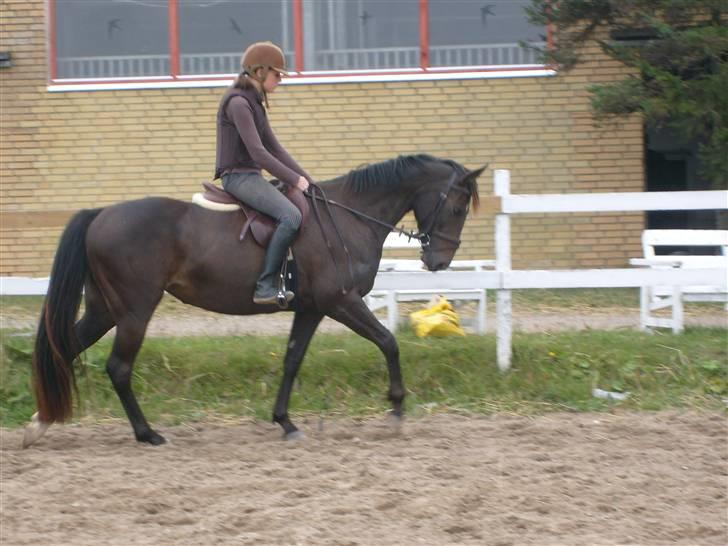 Anden særlig race Holtegårdens splif SOLGT. billede 6