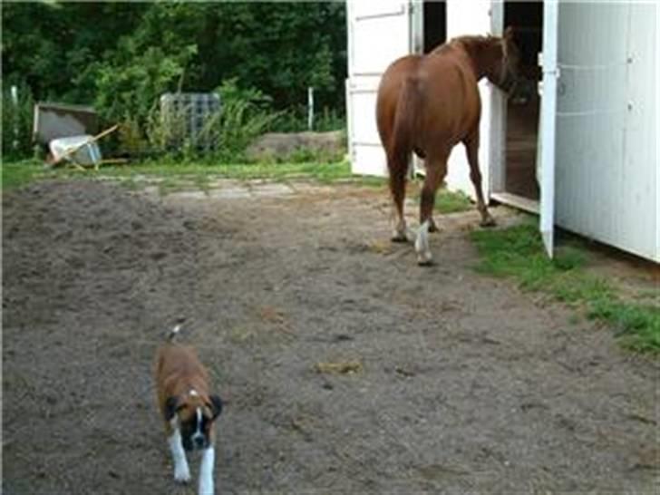 Anden særlig race cheval (R.I.P) billede 7