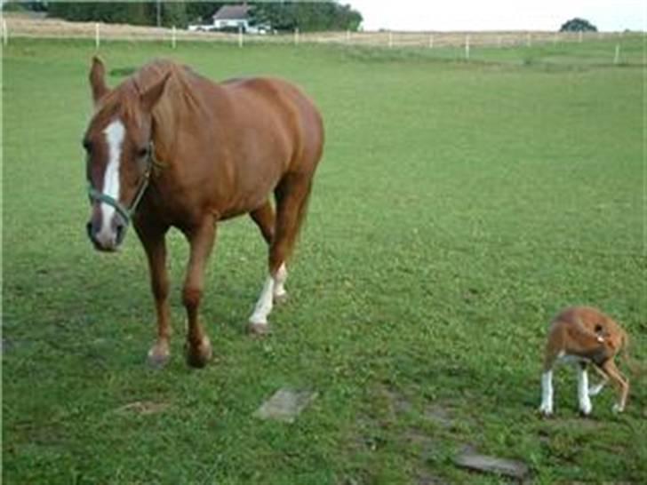 Anden særlig race cheval (R.I.P) billede 8